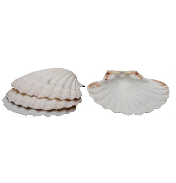 HIC 4" Natural Baking Shells - Set of 4