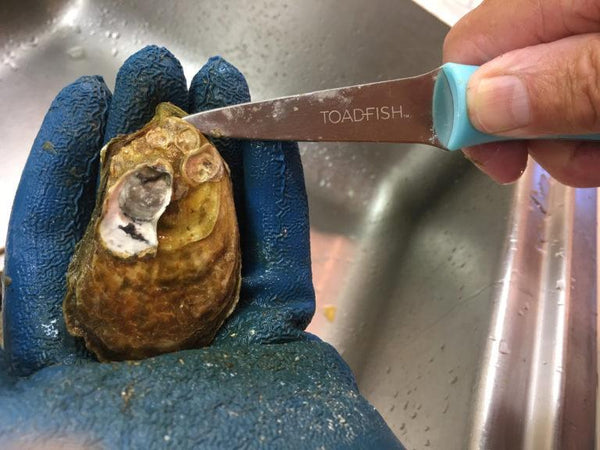 Toadfish Oyster Knife